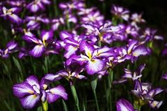 Purple iris 1