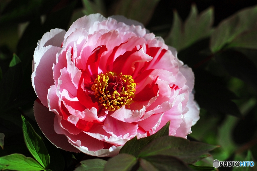 In a spring flower park 9