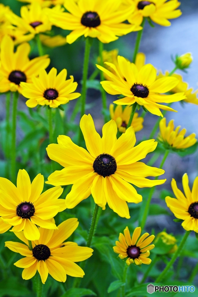 On Monday morning, cheerful yellow !