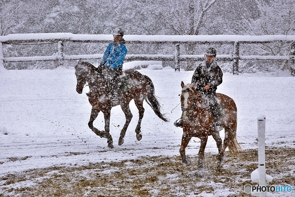 Horse training in the snow 1