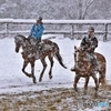 Horse training in the snow 1