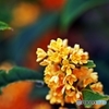 Fragrant orange-colored olive 1
