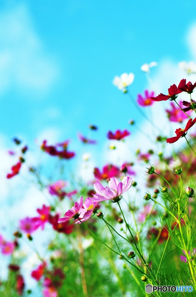 Cosmos_2015_8