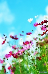 Cosmos_2015_8