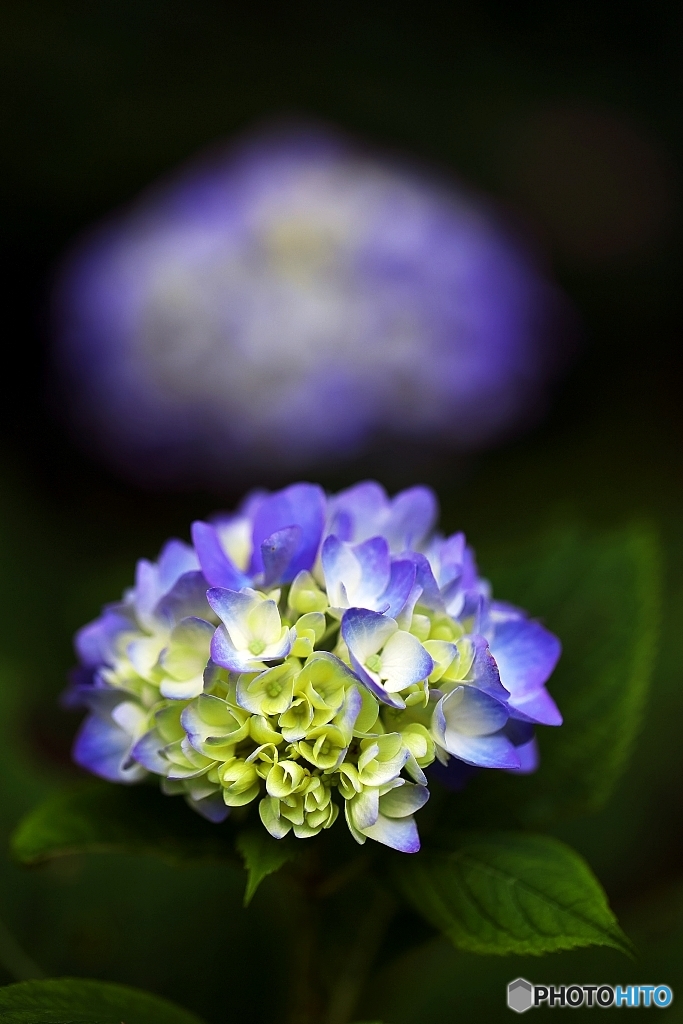 紫陽花日和の日曜日　１０