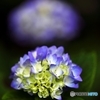 紫陽花日和の日曜日　１０