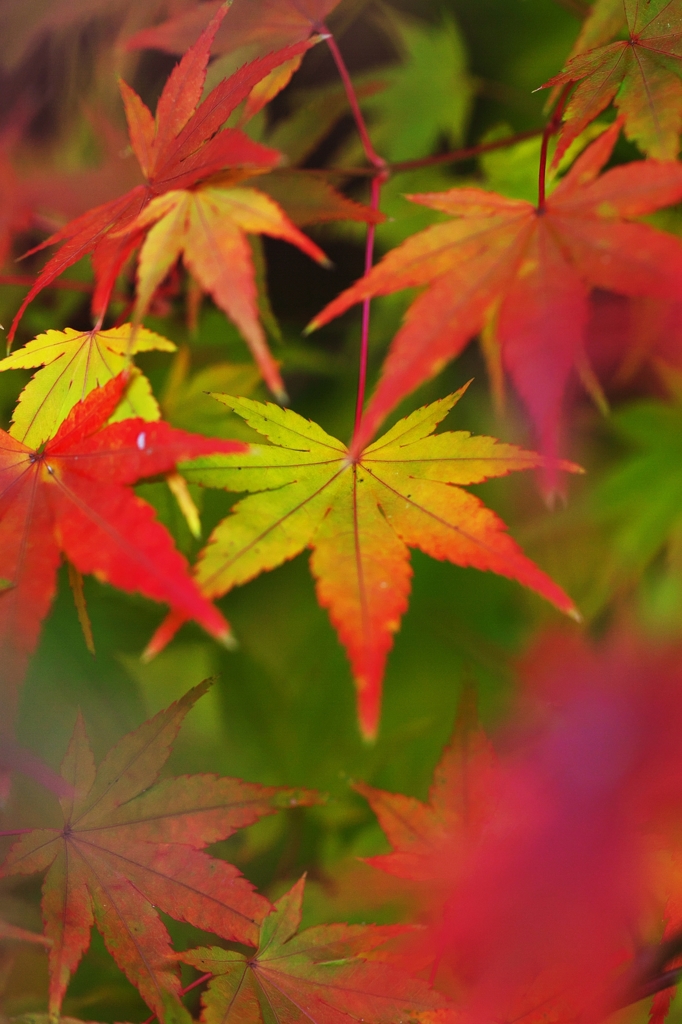 The leaf turned yellow