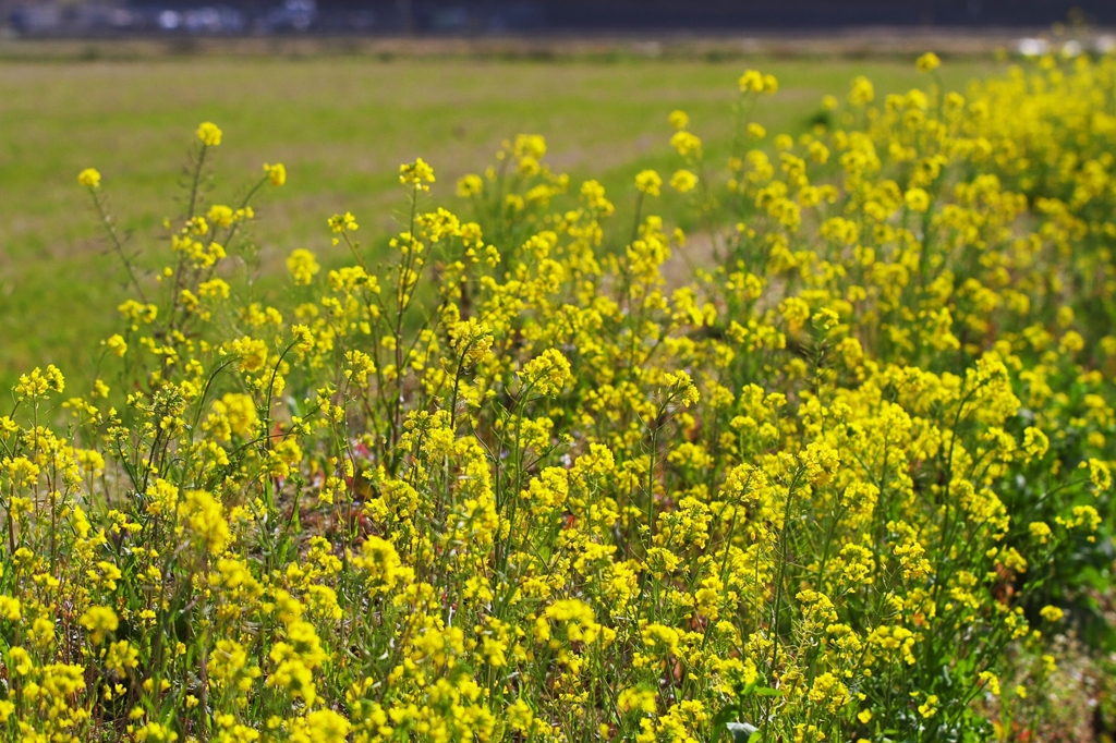 Canola Flower 1
