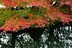 Color which spreads on the water surface