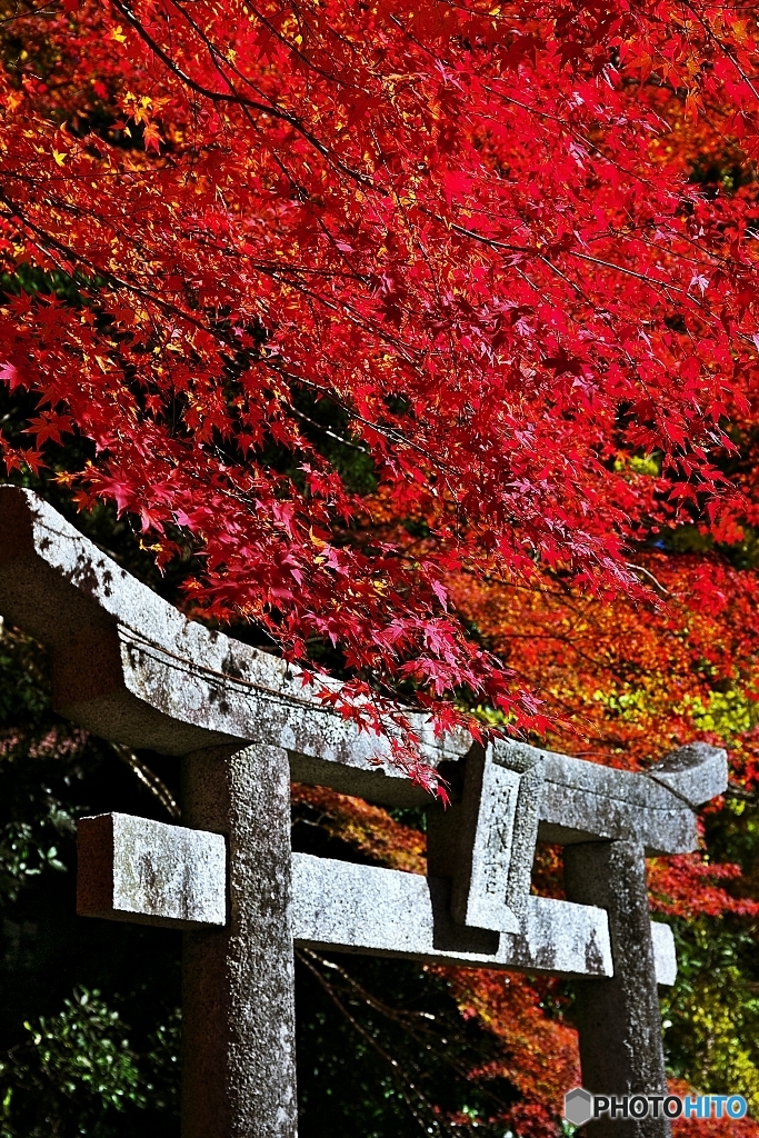 山間はもう見ごろに　５