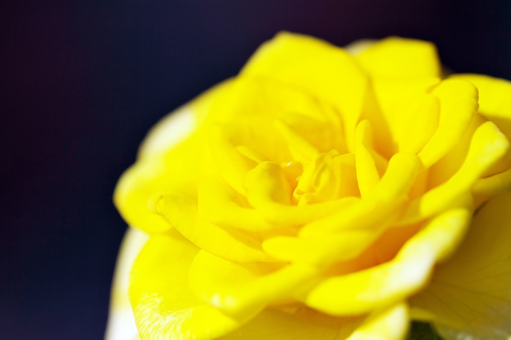 Yellow melts
