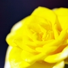 Yellow melts