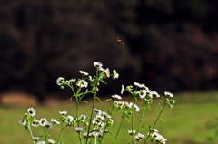 Had been forgotten , autumn flower