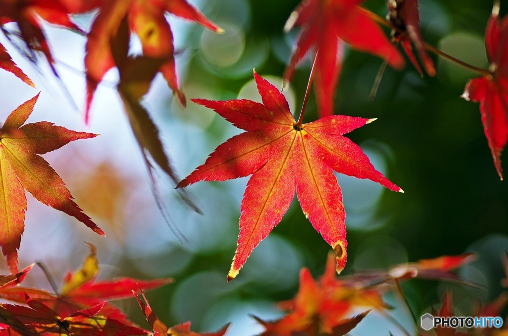 crimson foliage 5