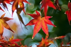 crimson foliage 5