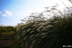 The wilderness of the late autumn 4