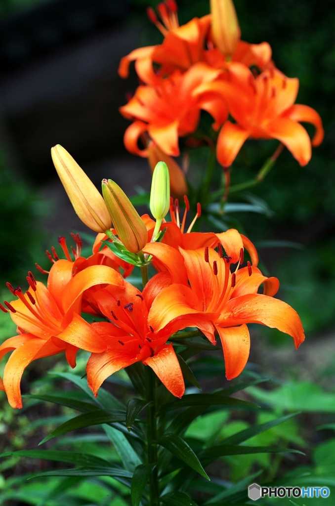 Too Bright Orange 2