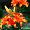 Too Bright Orange 2