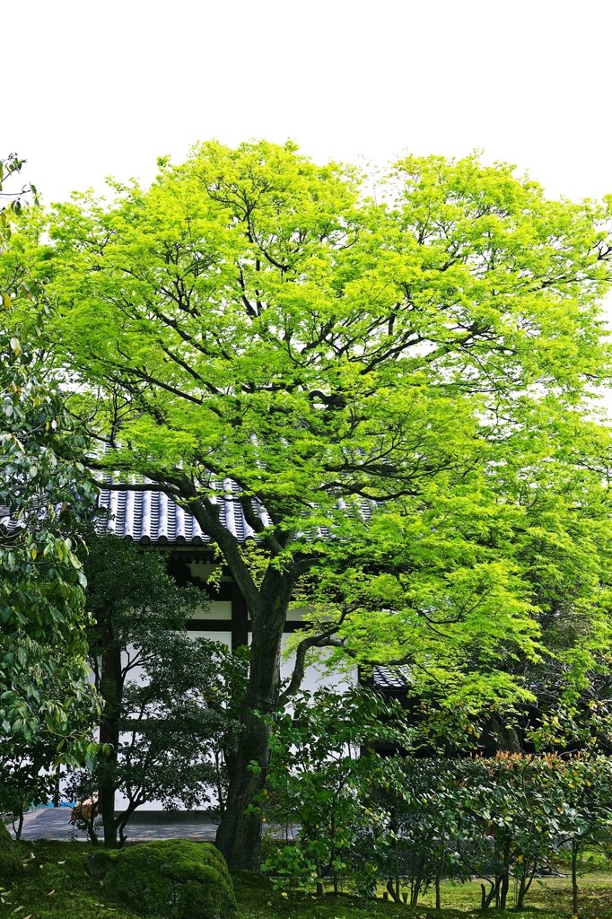 Shokoku-ji temple of the fresh green 6