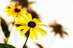 Shade and yellow