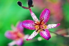 Pink and white, and spotted