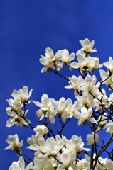 Magnolia Blossom 1
