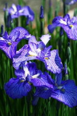 Blue,blue Iris