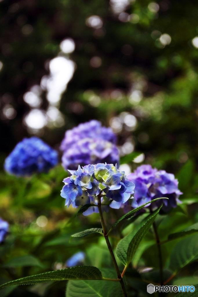 紫陽花・古寺に　９