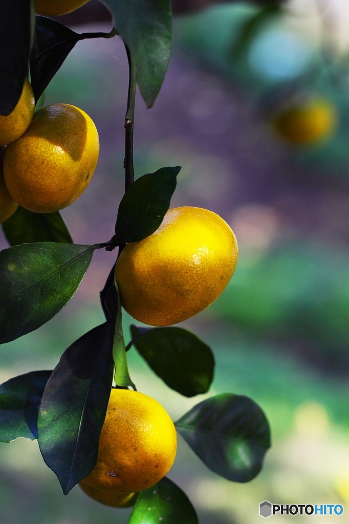 When the mandarin orange grows 1