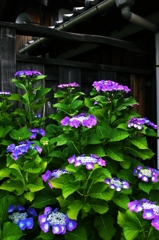 In the temple of hydrangea blooms 1