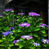 In the temple of hydrangea blooms 1