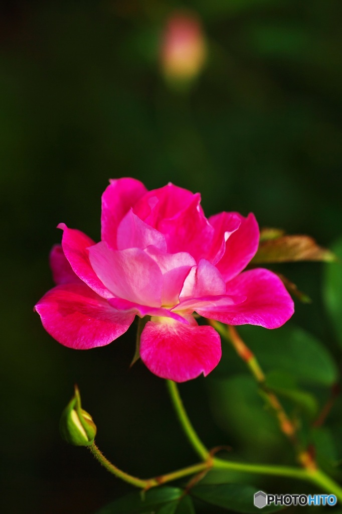 Expression of the rose 3
