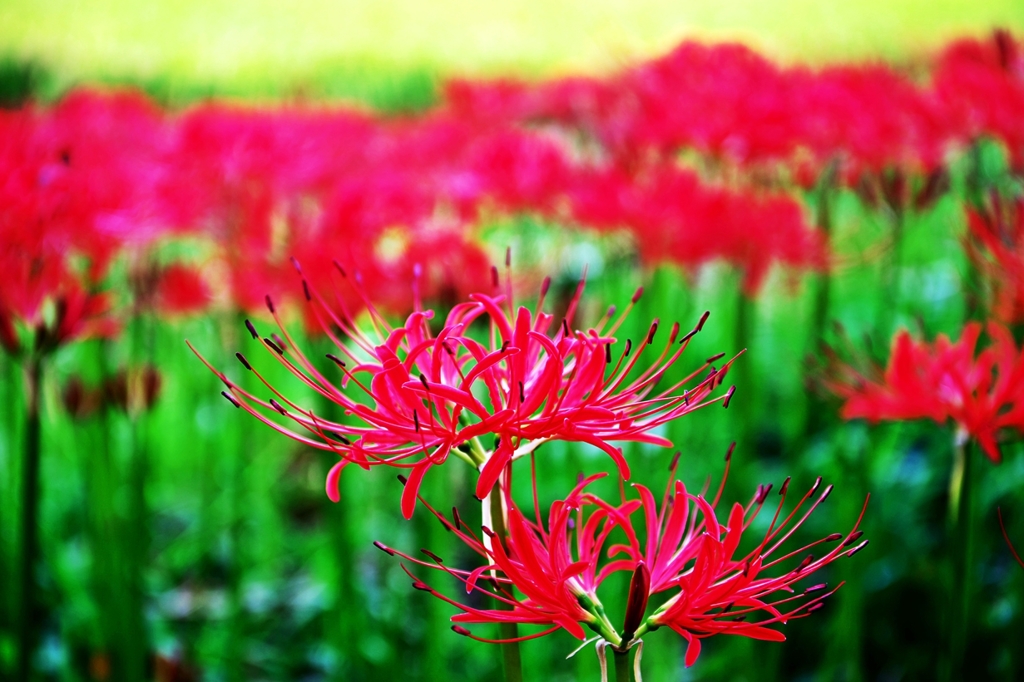 Field of crimson