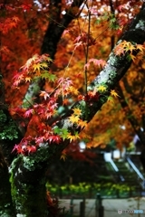 At an old temple of the autumn colors 2