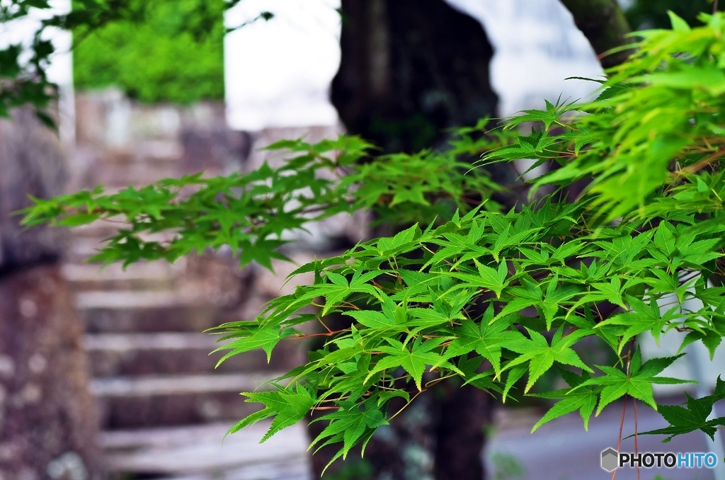 緑夏の古寺で　４