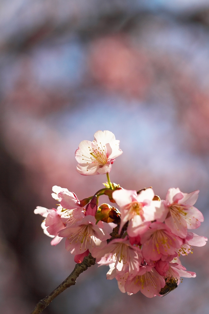 Hourai-Sakura 3