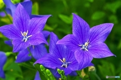 Oriental Blue , Again