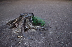 井の頭公園