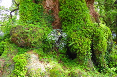 蒲生の大クスノキ（鹿児島）