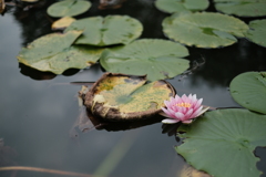 法起寺（奈良斑鳩）