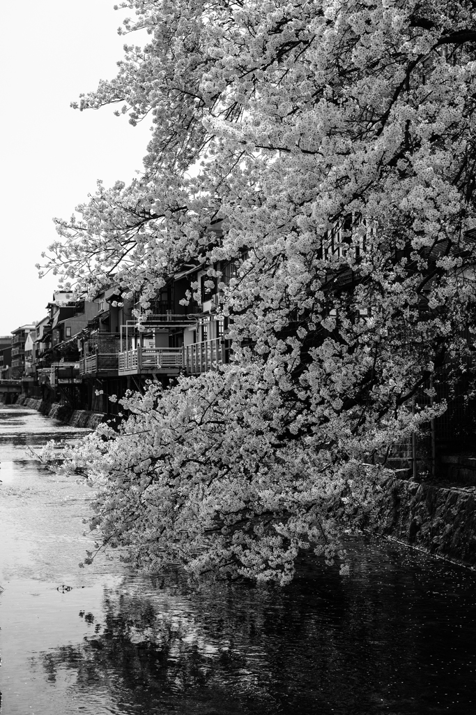 京都鴨川（みそそぎ川）