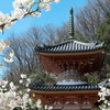 神呪寺（かんのうじ）多宝塔（兵庫）
