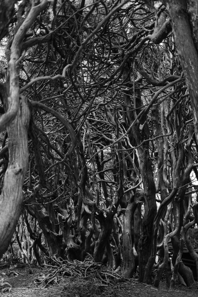 コウヤマキ群落（奈良県吉野）