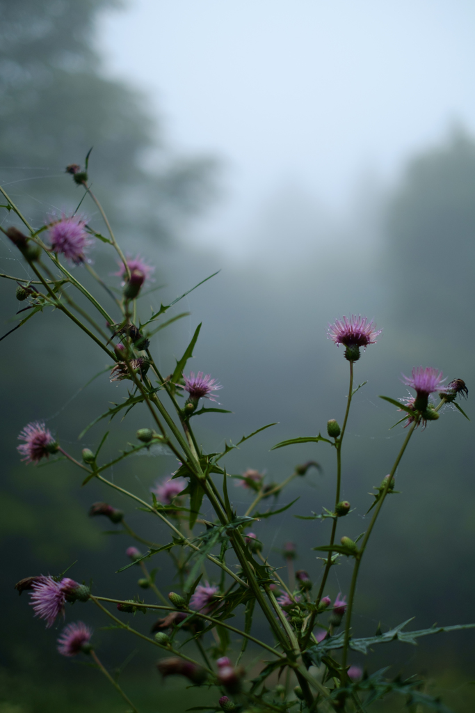 六甲高山植物園（神戸市）