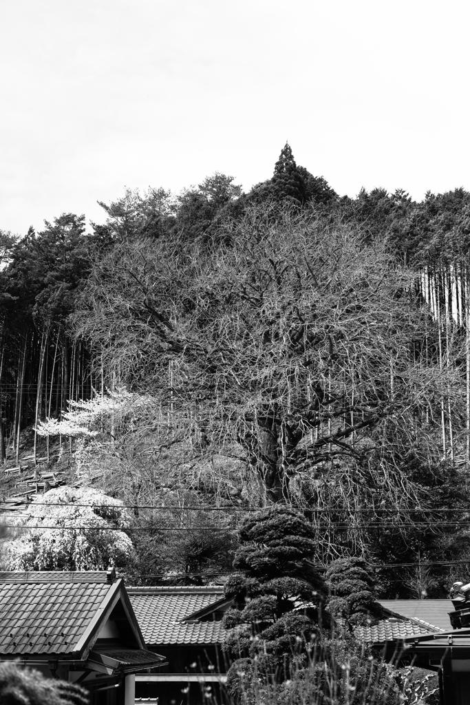 天川村来迎院大銀杏（奈良県）