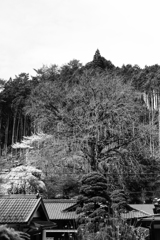 天川村来迎院大銀杏（奈良県）