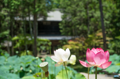 曹源寺（岡山）