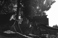 夜都伎神社（やとぎじんじゃ）（奈良）