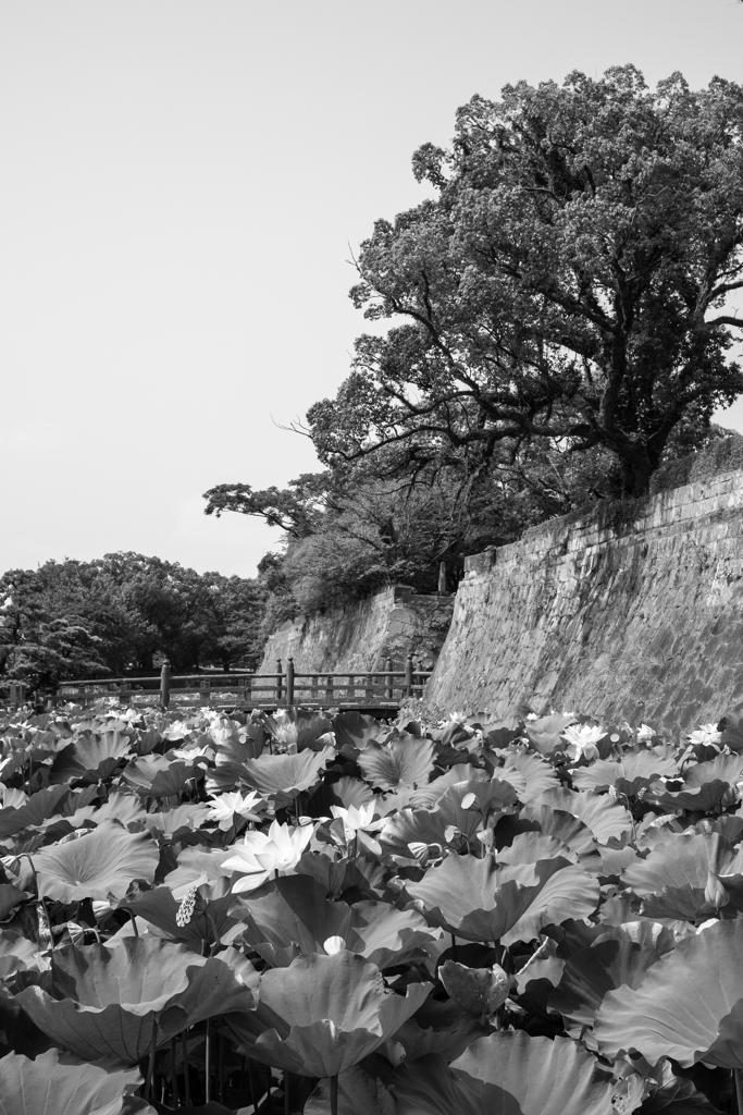 鶴丸城跡１（鹿児島県）