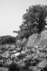 鶴丸城跡１（鹿児島県）